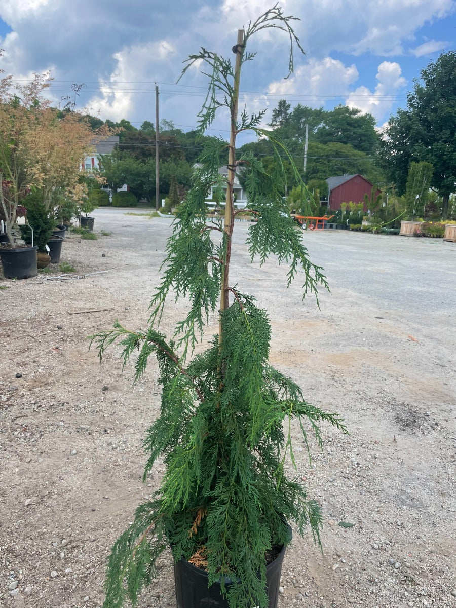 Weeping Alaskan Cedar