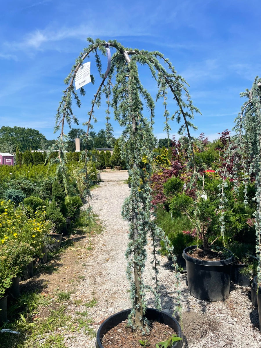Weeping Blue Atlas Cedar