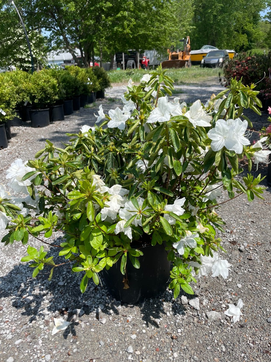 Delaware Valley White Azalea