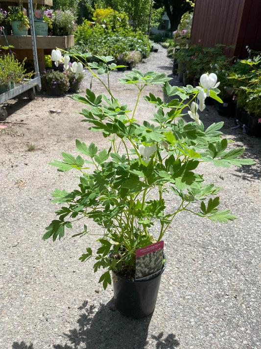 White Bleeding Hearts