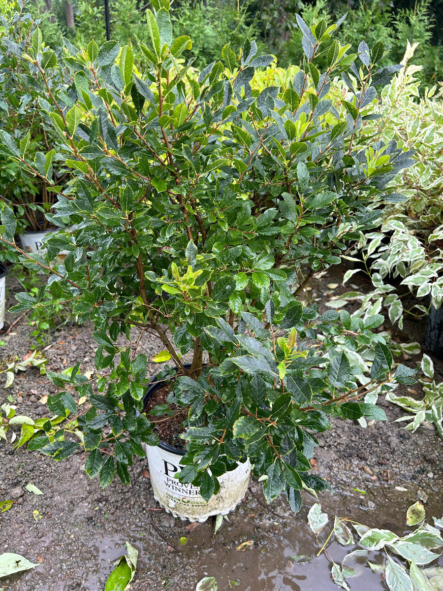 Little goblin red winterberry holly