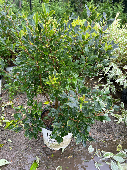 Little goblin red winterberry holly