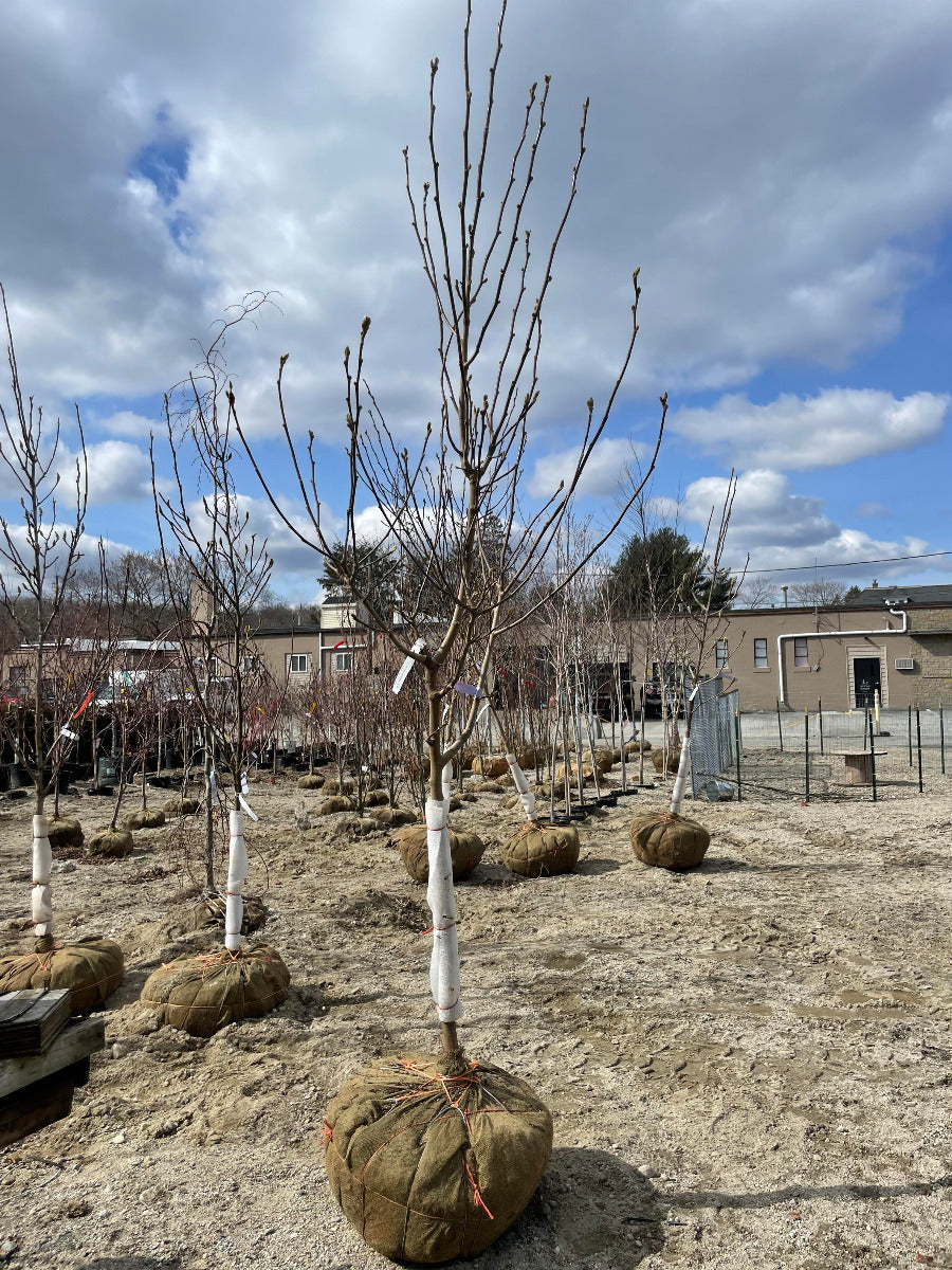 Yellow Bird Magnolia