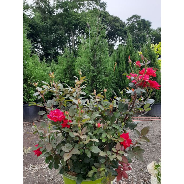 Pink Double Knock Out® — The Knock Out® Family of Roses