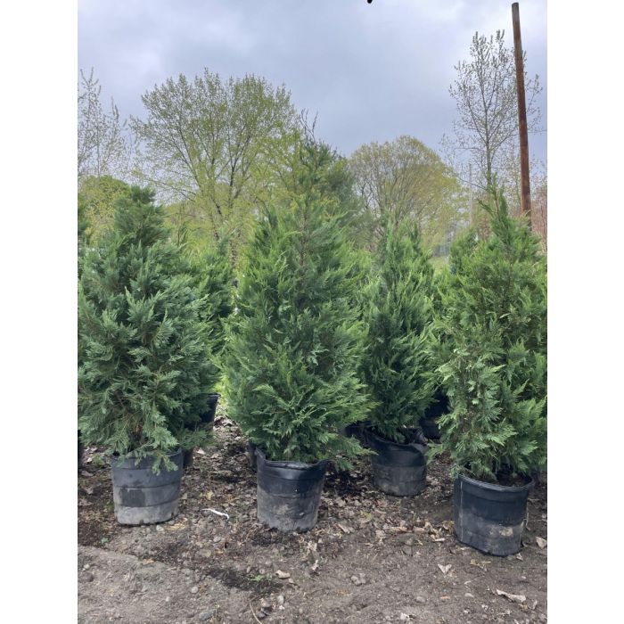 Leyland Cypress - Wilscape Nursery & Garden Center RI, MA, CT