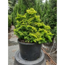 Verdoni Gold Hinoki Cypress - Wilscape Nursery & Garden Center RI, MA, CT