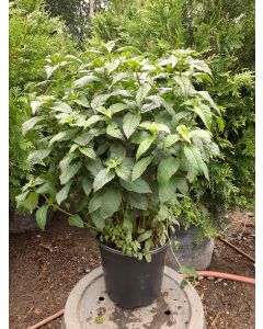 Hot Lips Turtlehead