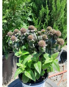 Leading Lady Plum Bee Balm