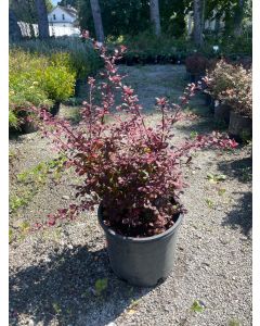 Rose Glow Barberry