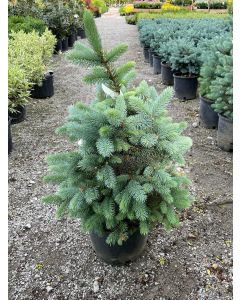 'Baby Blue' Spruce
