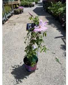'Sally' Clematis