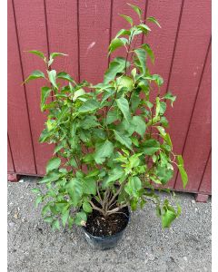 Common Lilac