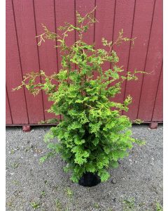 Compact Hinoki Cypress