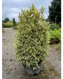 Variegated Common Boxwood Cylinder