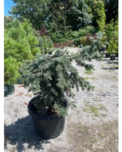 Procumbens Colorado Blue Spruce