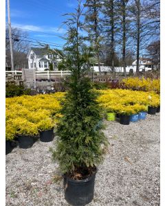 Leyland Cypress