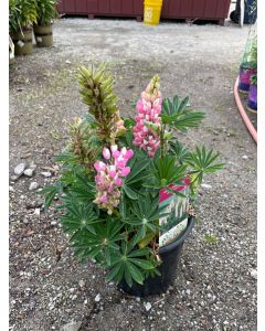  Gallery Pink Lupine 