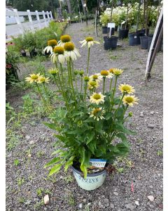 Mellow Yellow cone flower