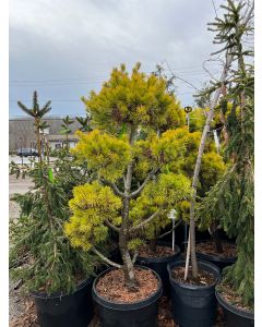Wate's Golden Virginiana Pine