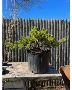 3 gallon Dwarf Japanese Garden Juniper Bonsai
