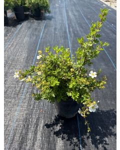 Snowmound Spirea