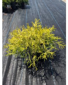 Gold Mop False Cypress