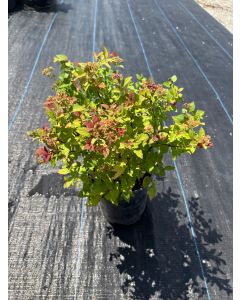 Goldmound Spirea