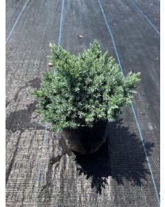 Blue Star Juniper