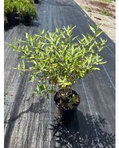 Blue mist spirea