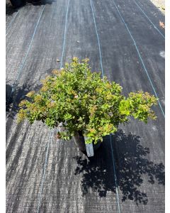 Little Princess Spirea