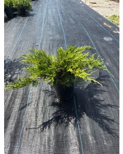 Buffalo juniper
