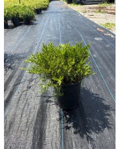Broadmoor Juniper