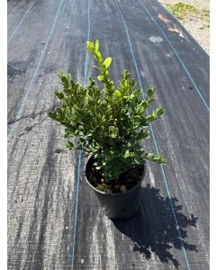 Green Mountain Boxwood