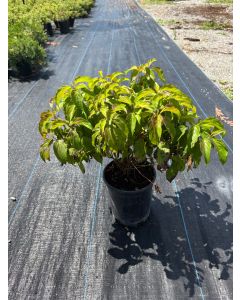 Kelseyi Red Twig Dogwood
