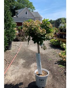 Quickfire Hydrangea Tree