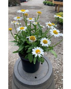 Becky Shasta Daisy