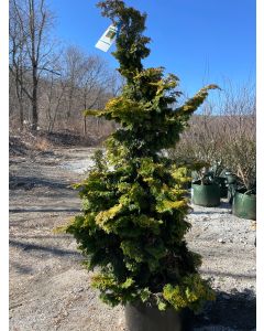 Confucius Hinoki cypress