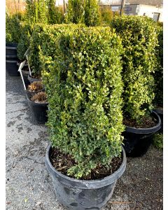 Green Mountain Boxwood Cylinder