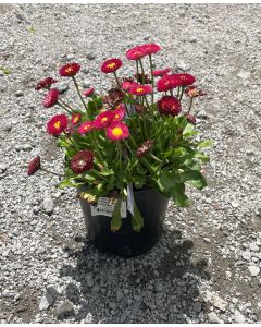 Belissima Red English Daisy