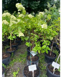 Little lime hydrangea tree