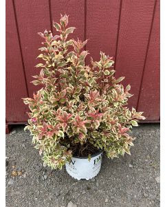 My monet weigela