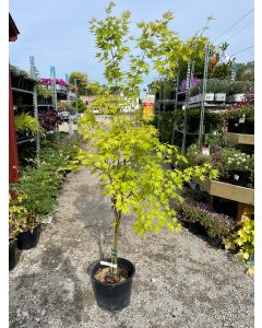 Orange Dream Japanese Maple