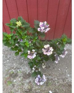 Tuff Stuff Hydrangea