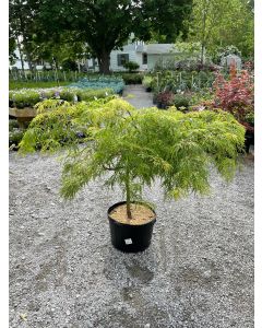 Waterfall Dwarf Japanese Maple