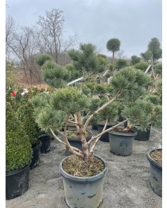 Watereri Scotch pine 