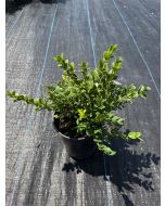 Green Velvet Boxwood