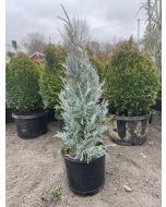 Moonglow Juniper